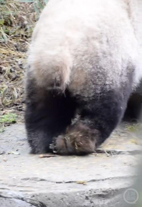 最新爆料熊猫视频,揭秘幕后真相，带你走进神秘世界